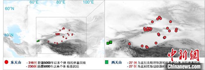 图为该项目所获取天山东西部古人群的线粒体与核基因组分布图。　乐动官方网站 供图