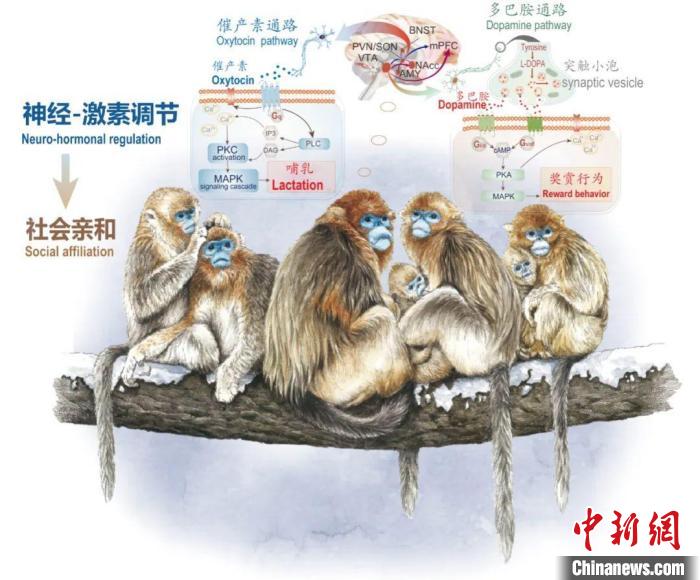 神经-激素调节的适应性变化增强社会亲和力。　乐动官方网站供图