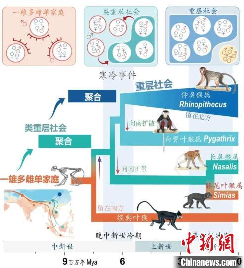 寒冷事件促进亚洲叶猴社会聚合。　乐动官方网站供图