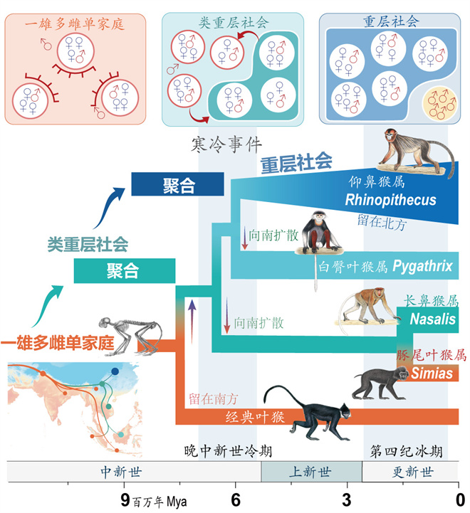 Science封面文章:乐动官方网站金丝猴研究团队首次系统揭示灵长类社会演化之谜_fororder_寒冷事件促进亚洲叶猴社会聚合(供图 齐晓光 赵兰 武进伟)